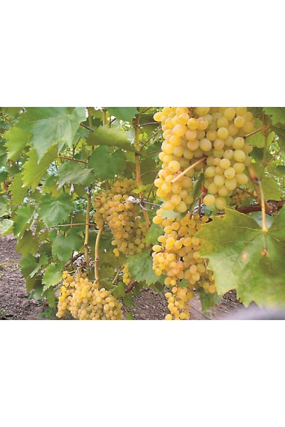 Виноград жовтий Арні